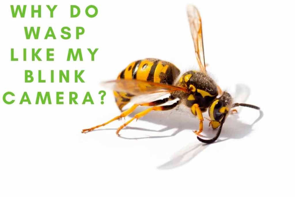 Why Do Wasps Like My Blink Camera